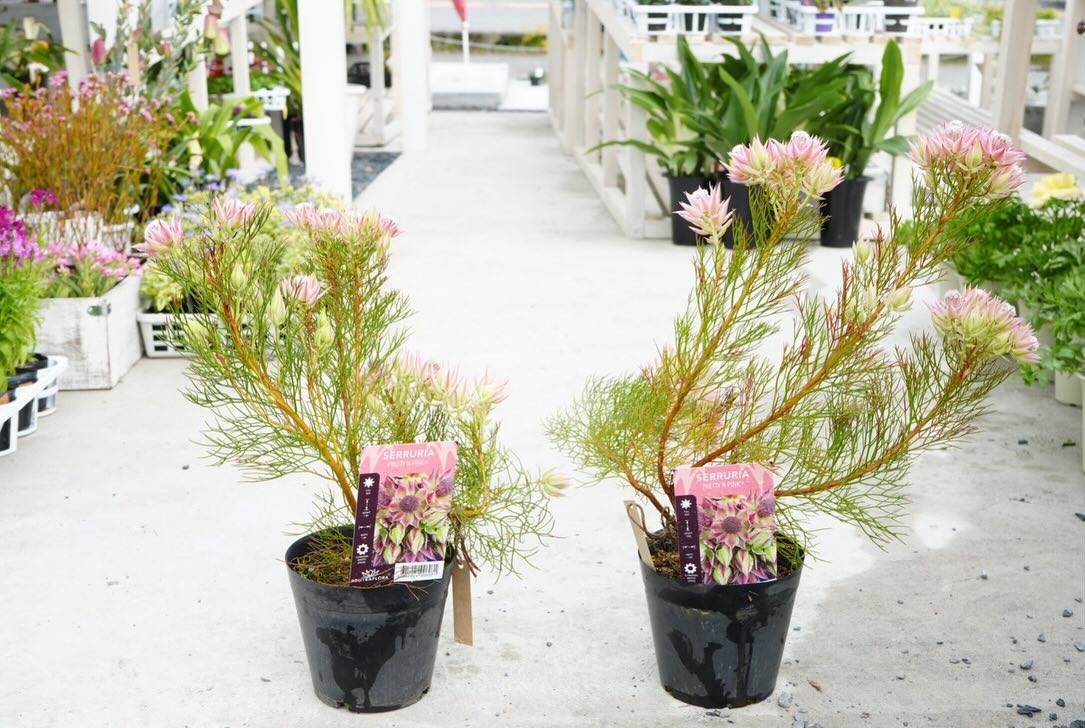 セルリアプリティピンク 7号鉢 セルリアプリティピンクを来年も咲かせ