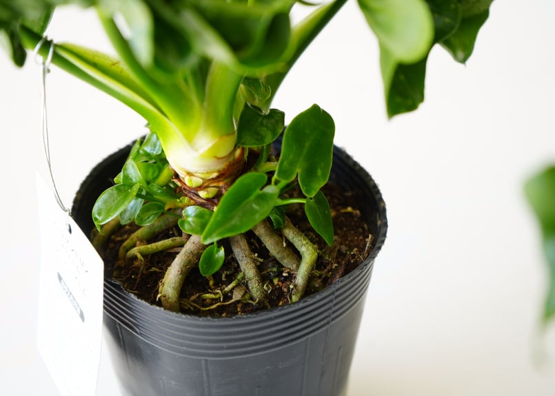 フィロデンドロン スーパーアトム 3.5号 ATOM 観葉植物 セローム 幹