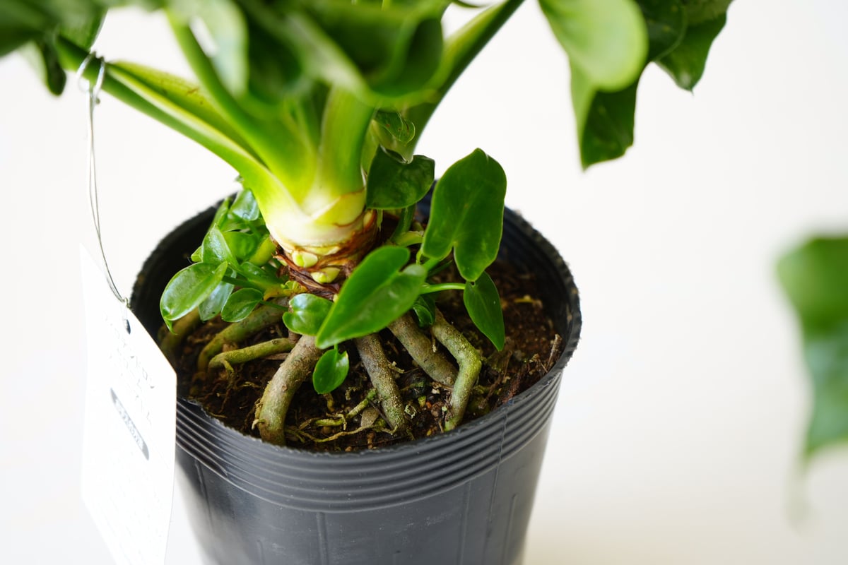 フィロデンドロン スーパーアトム 3.5号 ATOM 観葉植物 セローム 幹