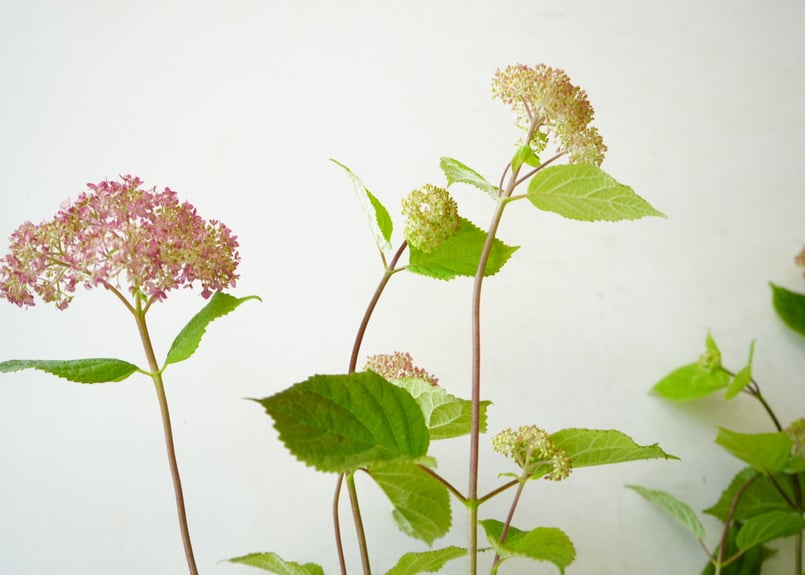 紫陽花 アナベル 5号 ピンク 人気 ギフト ドライフラワーにも