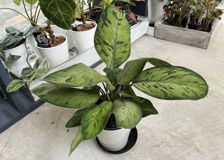 ホマロメナ セルビー 5号 丸みある大きい葉 観葉植物 葉柄が美しい 優しい雰囲気