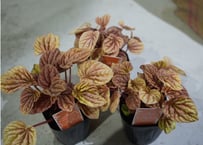 ペペロミア キト 3号 観葉植物 暖色系 ちぢみ葉 可愛いピンクステム