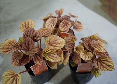 ペペロミア キト 3号 観葉植物 暖色系 ちぢみ葉 可愛いピンクステム