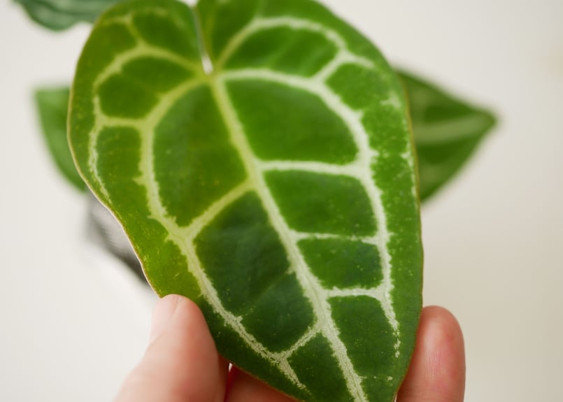 特価）アンスリウム クリスタリナム 2.5号 レア植物 モザイク様で