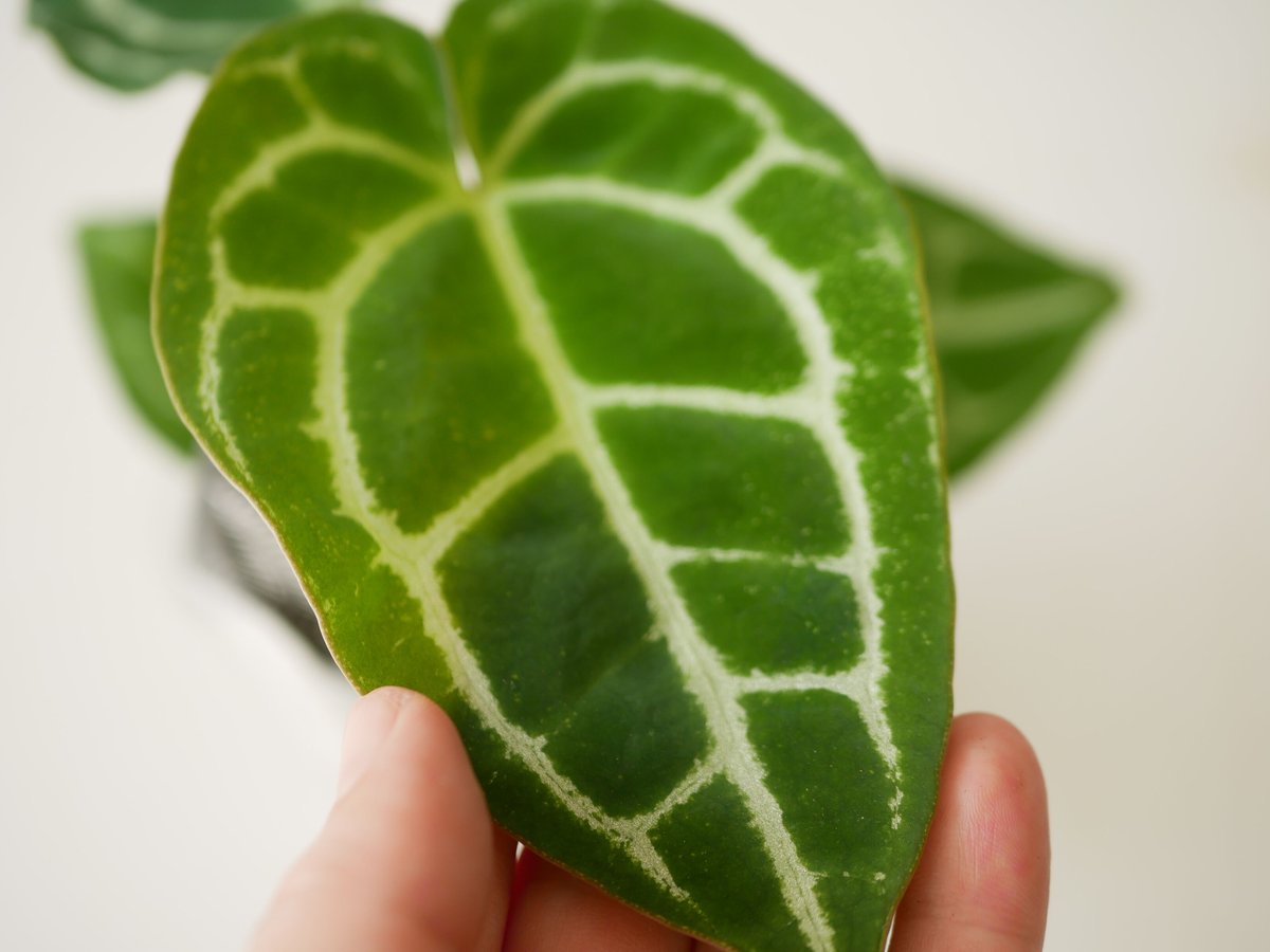 特価）アンスリウム クリスタリナム 2.5号 レア植物 モザイク様で