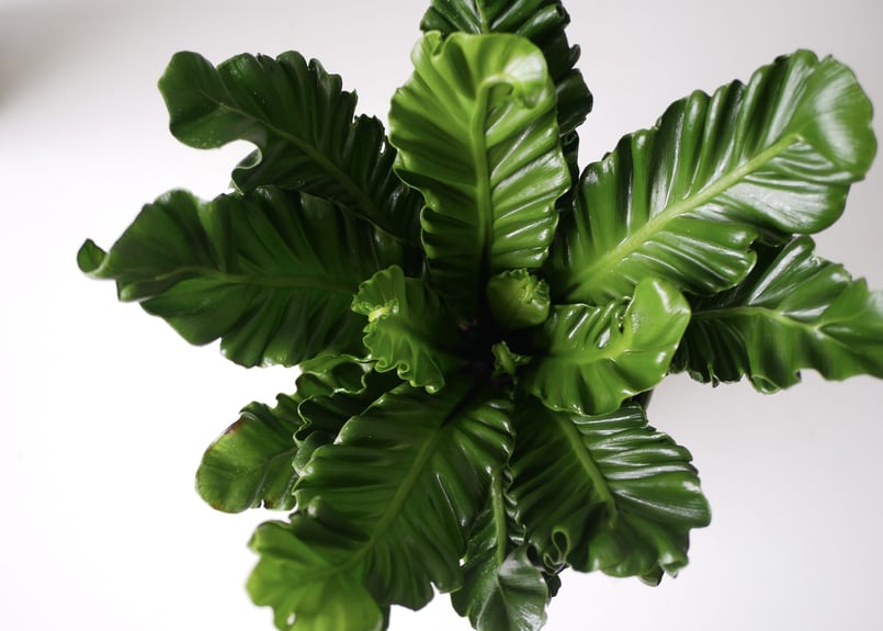 アスプレニウム コブラ 観葉植物 シダ かっこいい | インテリア