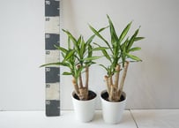 ドラセナ「リッキー ブランチ」5号鉢 観葉植物 インテリアグリーン おしゃれ 初心者向け 室内 ﾘｯｷ ﾌﾞﾗﾝﾁ ﾄﾞﾗｾﾅ類 5号