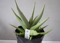 サンセベリア チャニン 4号｜肉厚な葉が美しい希少サンスベリア｜育てやすい観葉植物｜ｻﾝｾﾍﾞﾘｱ ｻﾝｾﾍﾞﾘｱ 4号