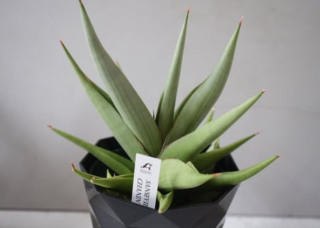 サンセベリア チャニン 4号｜肉厚な葉が美しい希少サンスベリア｜育てやすい観葉植物｜ｻﾝｾﾍﾞﾘｱ ｻﾝｾﾍﾞﾘｱ 4号