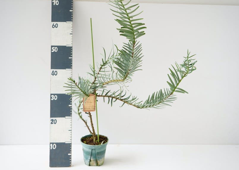 ウォレマイパイン ジュラシックツリー 生きた化石 最古の植物 ウォレマイパイン ジュラシックツリー 生きた化石 最古の植物