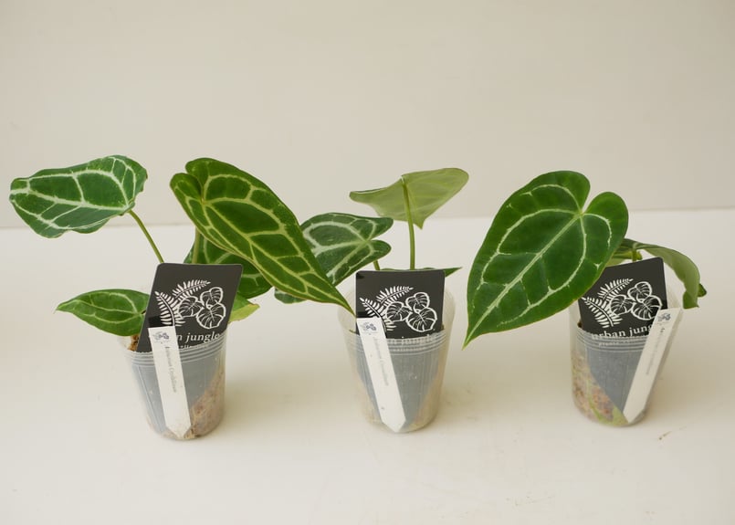 特価）アンスリウム クリスタリナム 2.5号 レア植物 モザイク様で