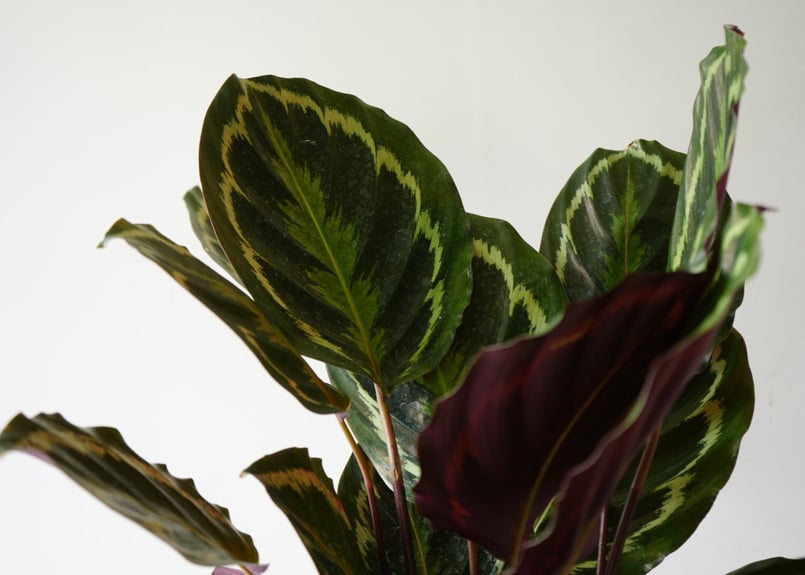 カラテア メダリオン 7号 丸葉 葉裏は赤紫色 観葉植物 葉柄が美しい