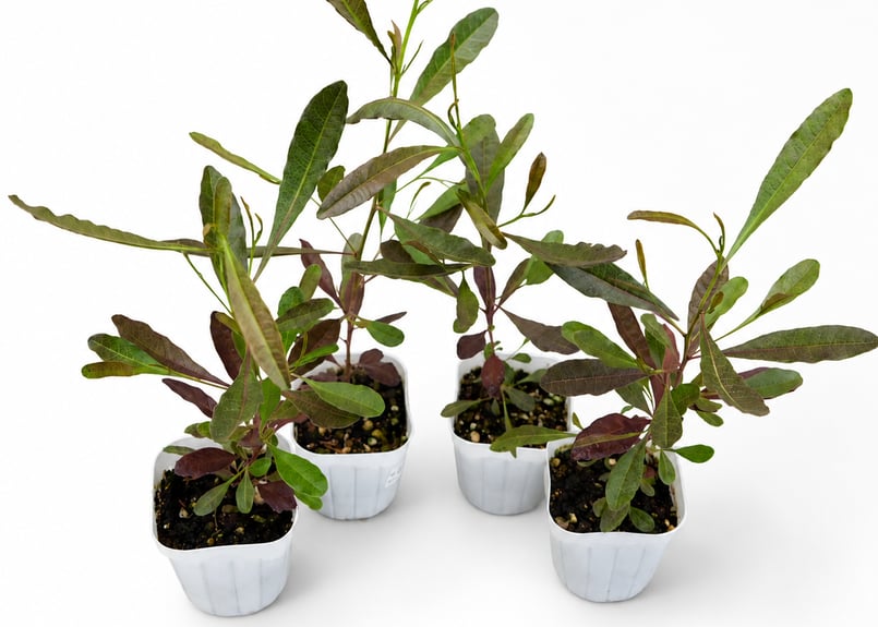 熱帯植物　✨激レア✨バリントニア　パプアナ　\