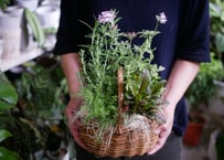 おまかせ　ハーブ　中かご寄せ植え　ラッピング込み