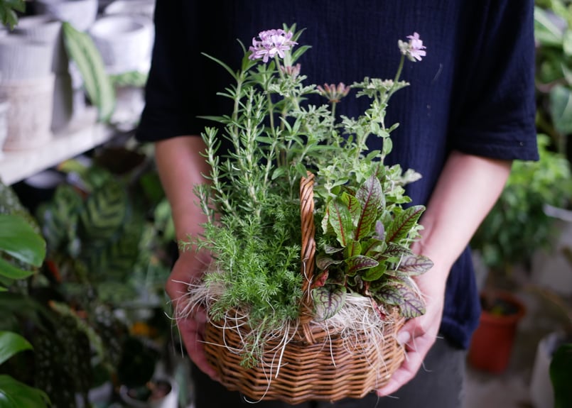 おまかせ ハーブ 中かご寄せ植え ラッピング込み | インテリアグリーン