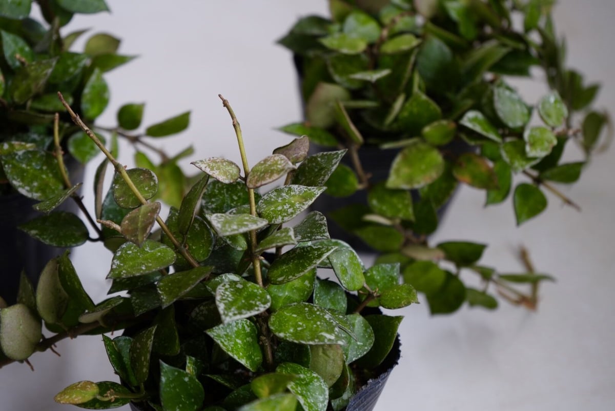 ホヤ　クローニアナ　シルバー　苗　多肉植物　フイリ　山野草　② ホヤ クローニアナ シルバー 苗 多肉植物 フイリ 山野草 ②