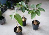 ディフェンバキア スパークレス 綺麗な斑入り模様 観葉植物