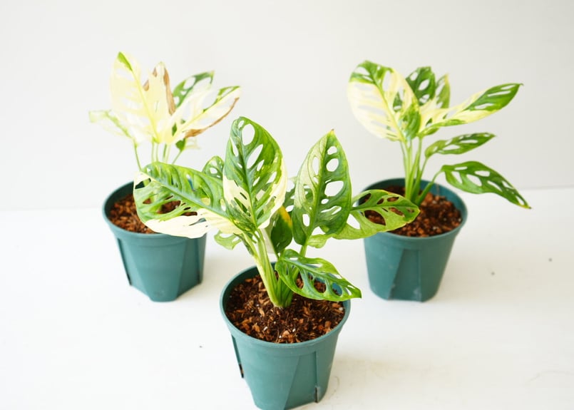 斑入り モンステラ マドカズラ 4.5号 フルムーン 綺麗な斑入り