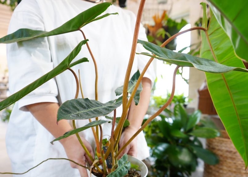 フィロデンドロン ビレッタエ 5号 オレンジの茎 珍しい ビレッティア