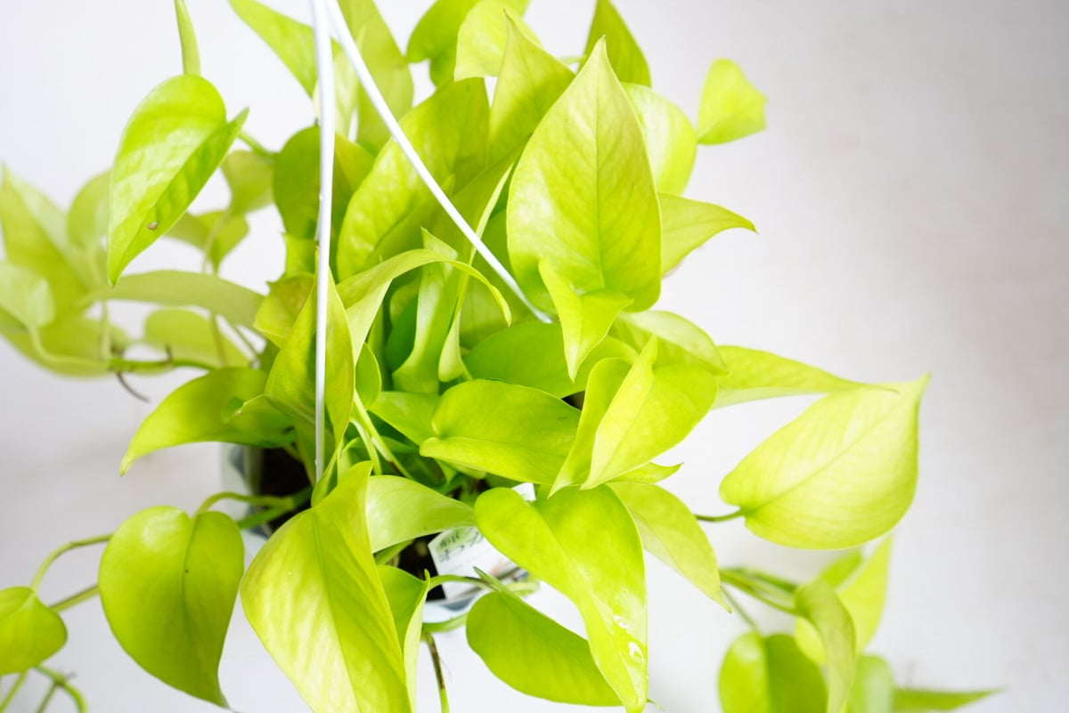 ☘観葉植物☘ポトス テルノわかくさ 5号 若草色 ☘観葉植物☘ポトス テルノわかくさ 5号 若草色 ポトス：テルノ