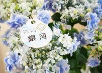紫陽花 銀河 5号 丸葉の花びら 母の日 贈り物  ほんのり爽やかパステルブルー　美しい花