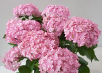 紫陽花 最新品種 No.22 | インテリアグリーンとギフトプランツ