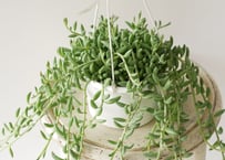 ファンタスティックファウンテン錦　超レア　多肉植物　エケベリア 新根あり ファンタスティックファウンテン錦 超レア 多肉植物 エケベリア 新根