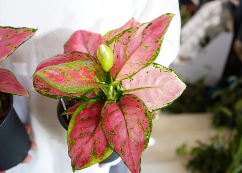 セール　希少レア　アグラオネマ　ピンク　トライペット　9,800　観葉植物 e7599838d7c62b55bfd25b3c85ae6c