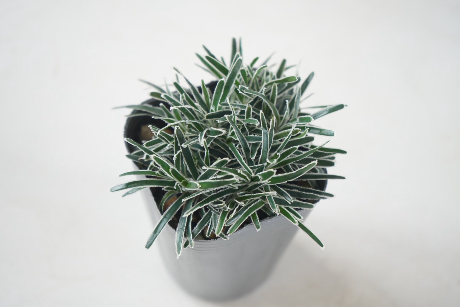 クリスタルグラス 2.5号 フィキニア 寄せ植え 観葉植物 リーフプランツ