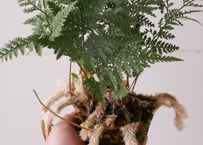 トキワシノブ　苔玉　観葉植物　シダ
