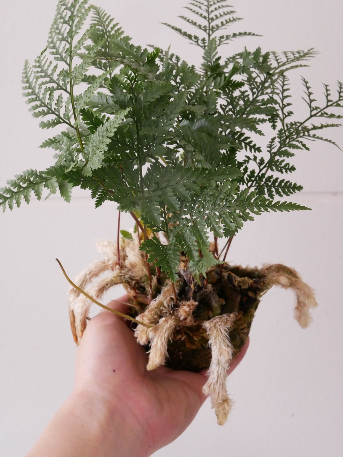 トキワシノブ 苔玉 観葉植物 シダ | インテリアグリーンとギフト