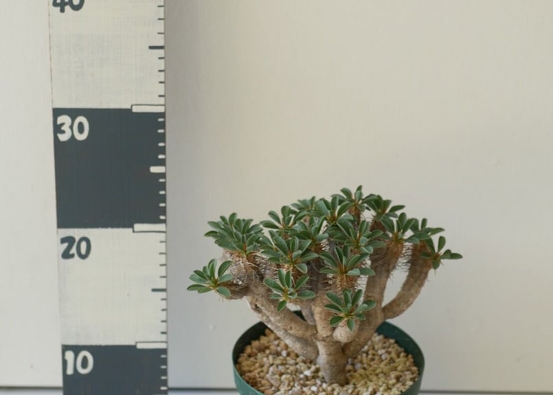 ギラウミニアナ　実生株　多分岐　①ちくわ 多分岐 ユーフォルビア ギラウミニアナ 実生株 - メルカリ