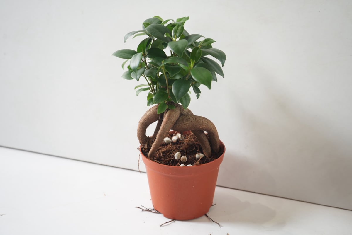ガジュマル 4号｜幸せを呼ぶ人気の観葉植物｜個性的な根姿が可愛い
