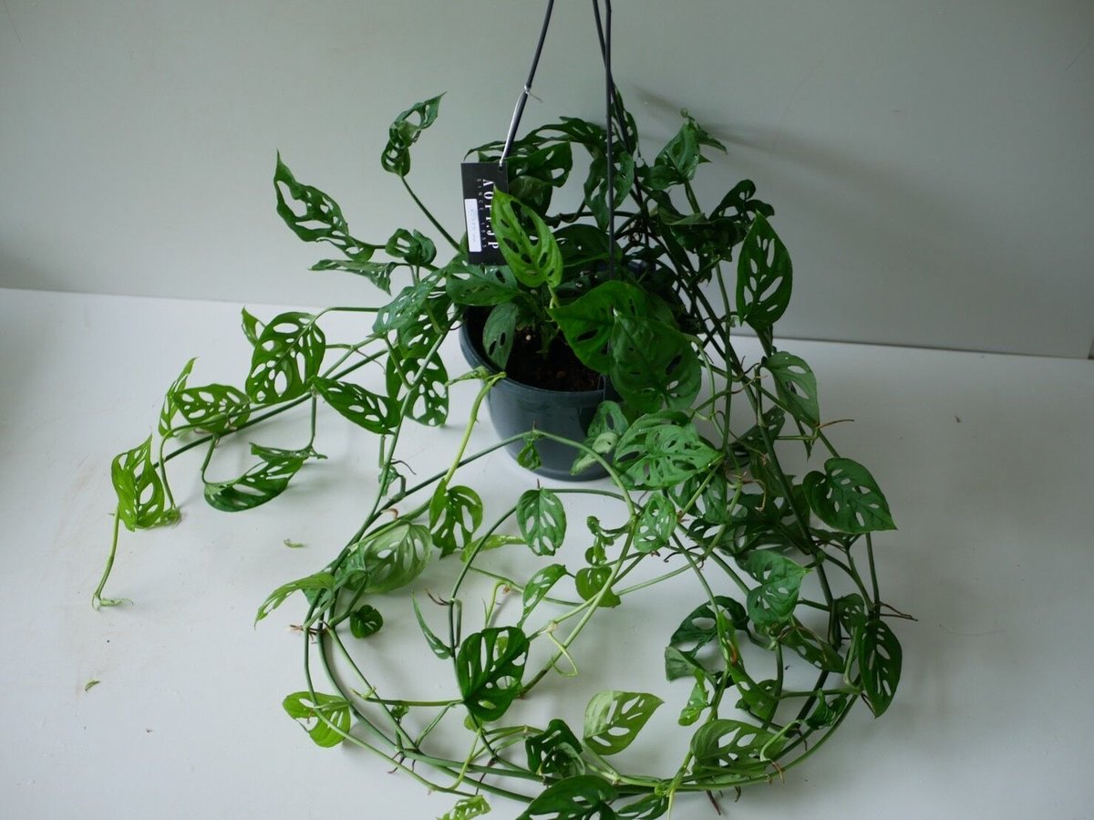 モンステラ 吊り下げ お洒落 ハンキング ヒメモンステラ 観葉植物の