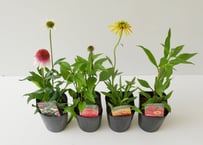 エキナセア　多年草