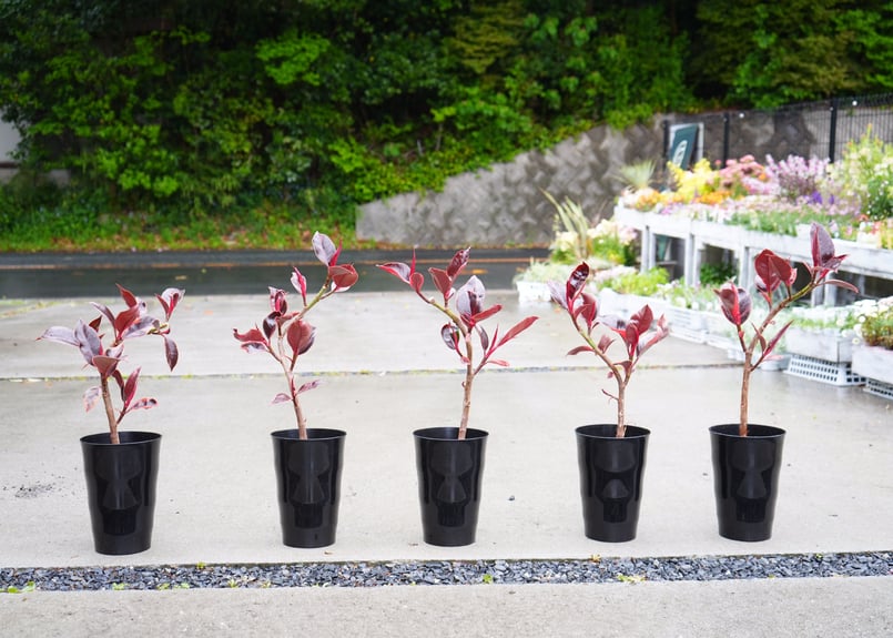 フィカス ゴムの木 ルビー 大人シック 上品な輝き 観葉植物