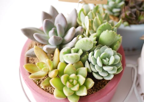 多肉植物　寄せ植え  すぐ飾れる　可愛い