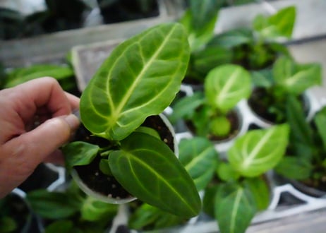 （再入荷）アンスリウム ヴィレナオルム　３号 原種 美しい葉を楽しむ 観葉植物　キラキラする葉