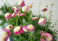 マーガレット パープルスプラッシュ6号 色変わりするお花 たくさん咲く 常緑多年草