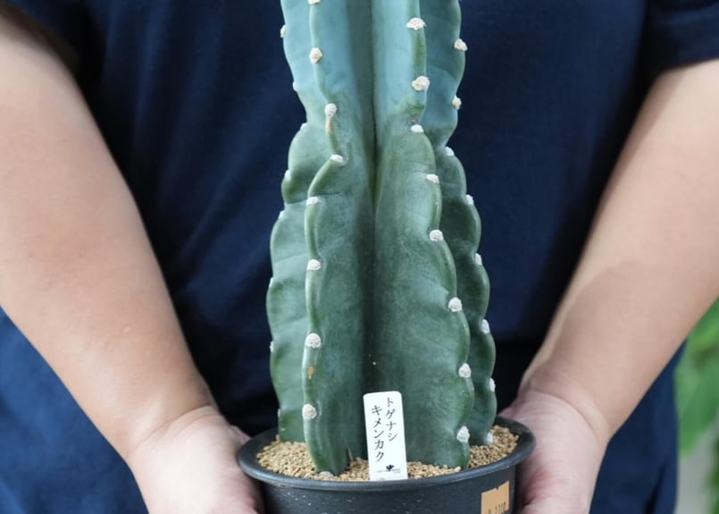 サボテン 鬼面角 4号 多肉植物 カッコいい インテリアグリーン