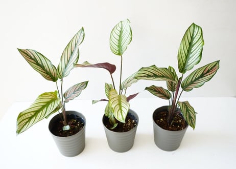 カラテア ホワイトスター 4号 個性的な模様  ストライプが美しい 観葉植物