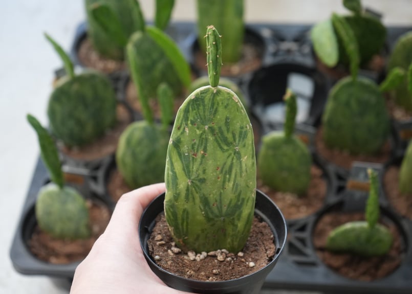 サボテン 3号 うちわサボテン オプンチア | インテリアグリーンと