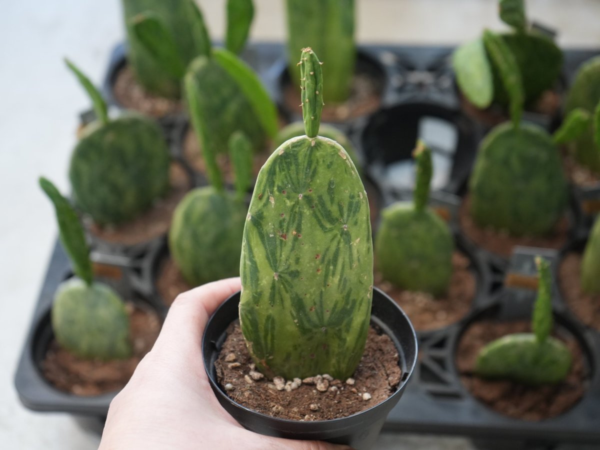 fit=scale-down,w=1200