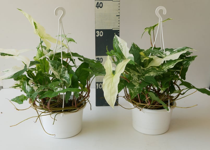 斑入り　シンゴニウム　苗　観葉植物 楽天市場】斑入り シンゴニウム シュリンクハート 3〜3.5号ポット苗