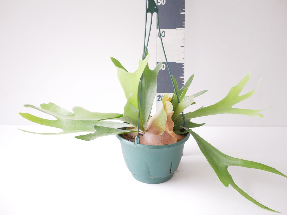 コウモリラン ビカクシダ ハンギング 着生植物 観葉植物 コウモリラン ビカクシダ ハンギング 着生植物 観葉植物