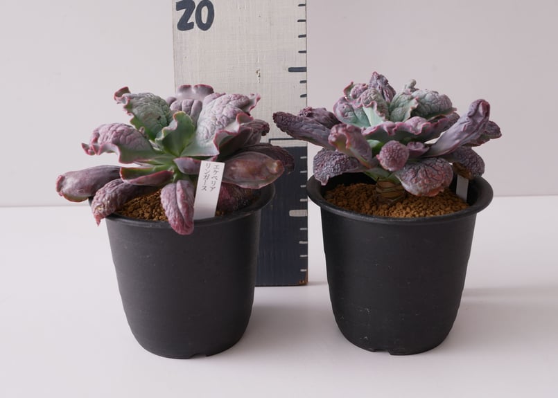 エケベリア リンガス 韓国苗 多肉植物 | インテリアグリーンと エケベリア リンガス 韓国苗 多肉植物 | インテリアグリーンと