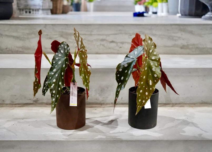 ベゴニア マクラータ 4.5号 ドット柄が可愛い 観葉植物 育てやすく