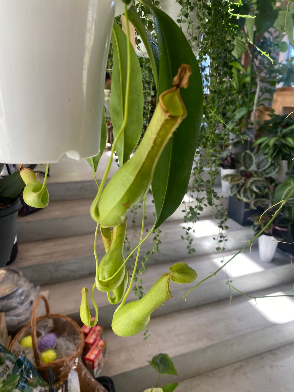 ネペンテス ウツボカズラ 4号吊り鉢 食中植物 ウツボカズラ 可愛い