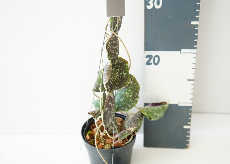 ホヤ インブリカータ Hoya imbricata 吊り鉢 着生植物 レア植物