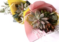 おまかせそのまま飾れるサキュレントルーティブーケ　　　多肉ブーケ　Succulent Rooty Bouquet　多肉植物　ブーケ　ギフト　プレゼント
